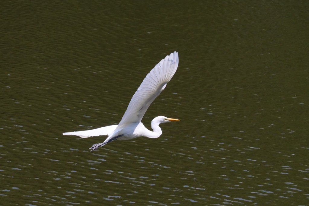 サギのコロニ-の様子
