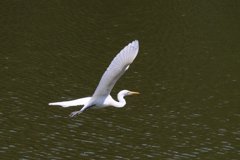 サギのコロニ-の様子