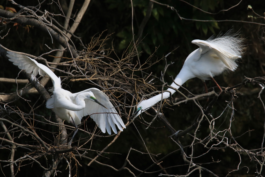 サギのコロニ-の様子