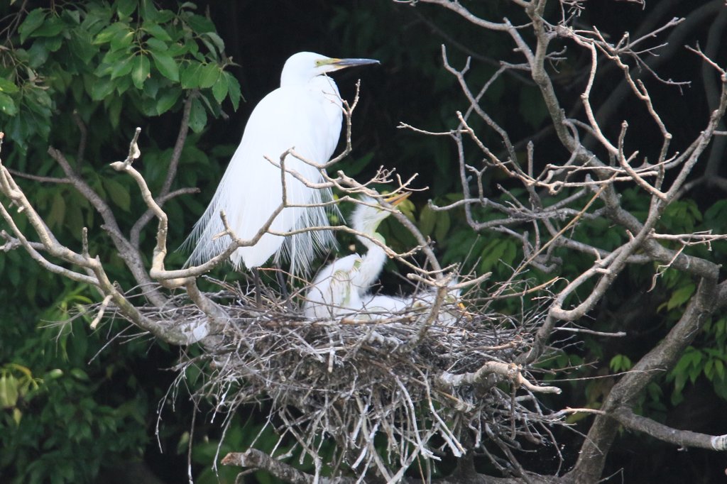 サギのコロニ-の様子