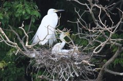 サギのコロニ-の様子