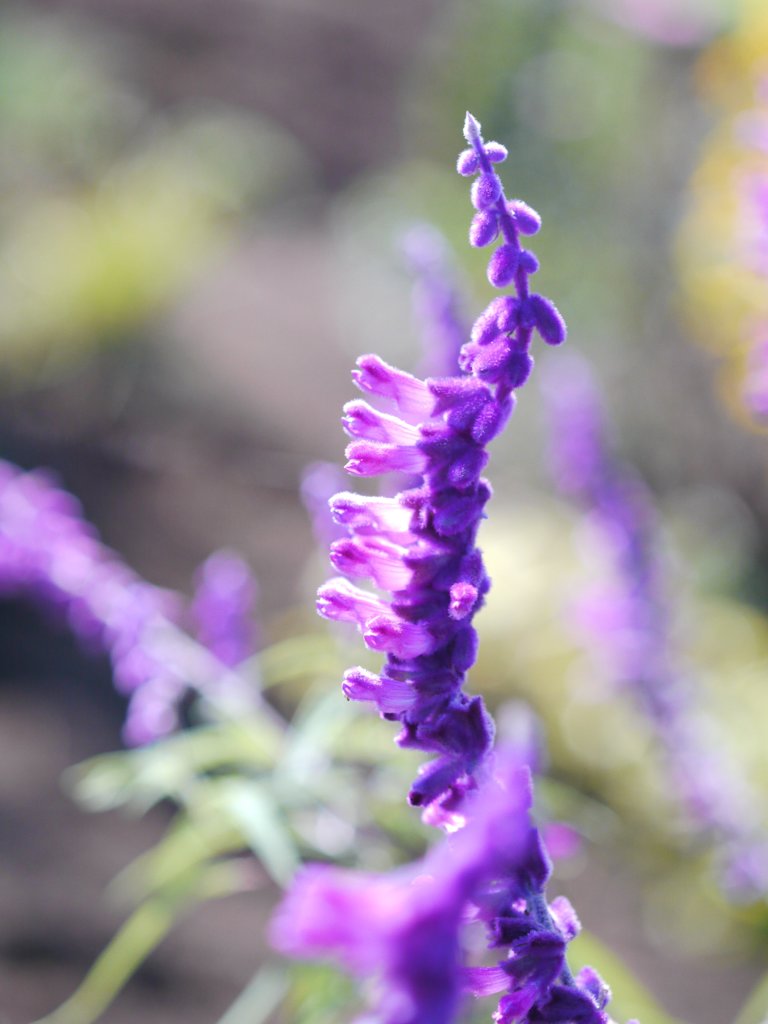 EL-NIKKOR 50mm　試写