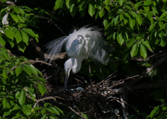 サギのコロニ-の様子