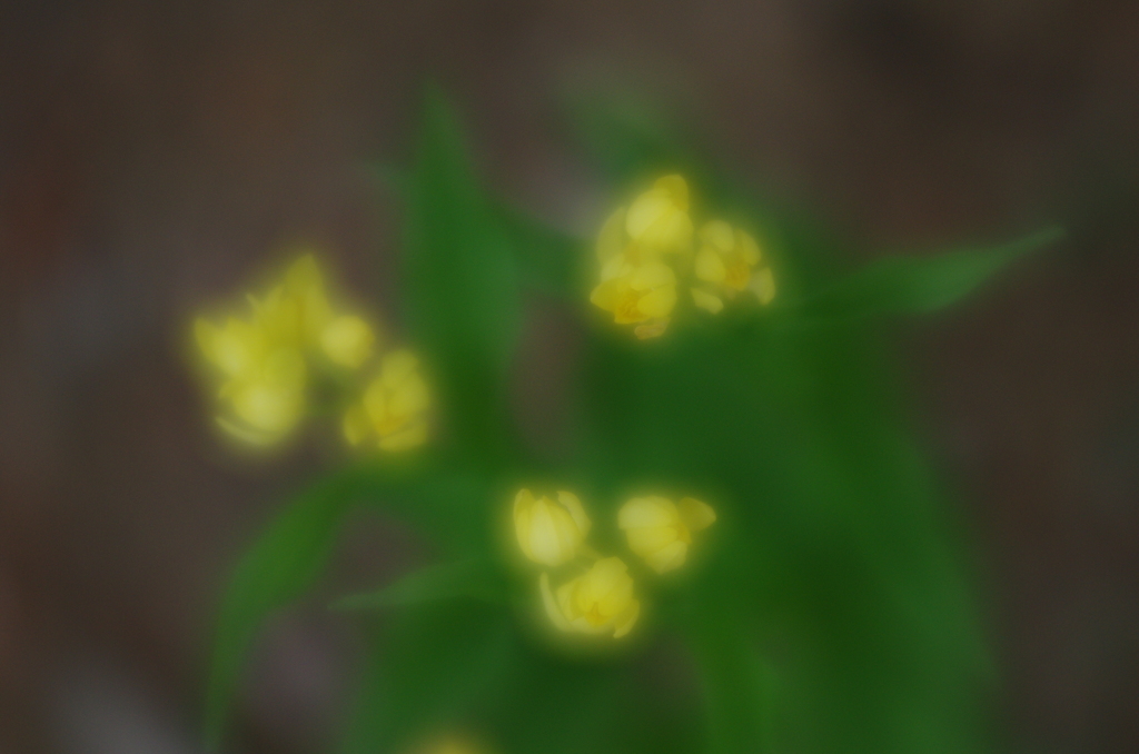 Lensbaby  Velvet 56