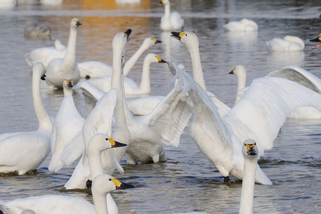 印西市本埜の白鳥