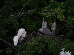 サギのコロニ-の様子