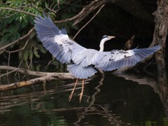 サギのコロニ-の様子