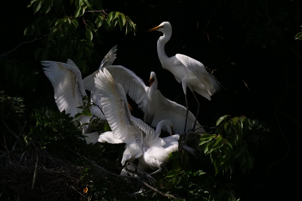 サギのコロニ-の様子
