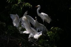 サギのコロニ-の様子