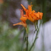 Lensbaby ダブルグラス