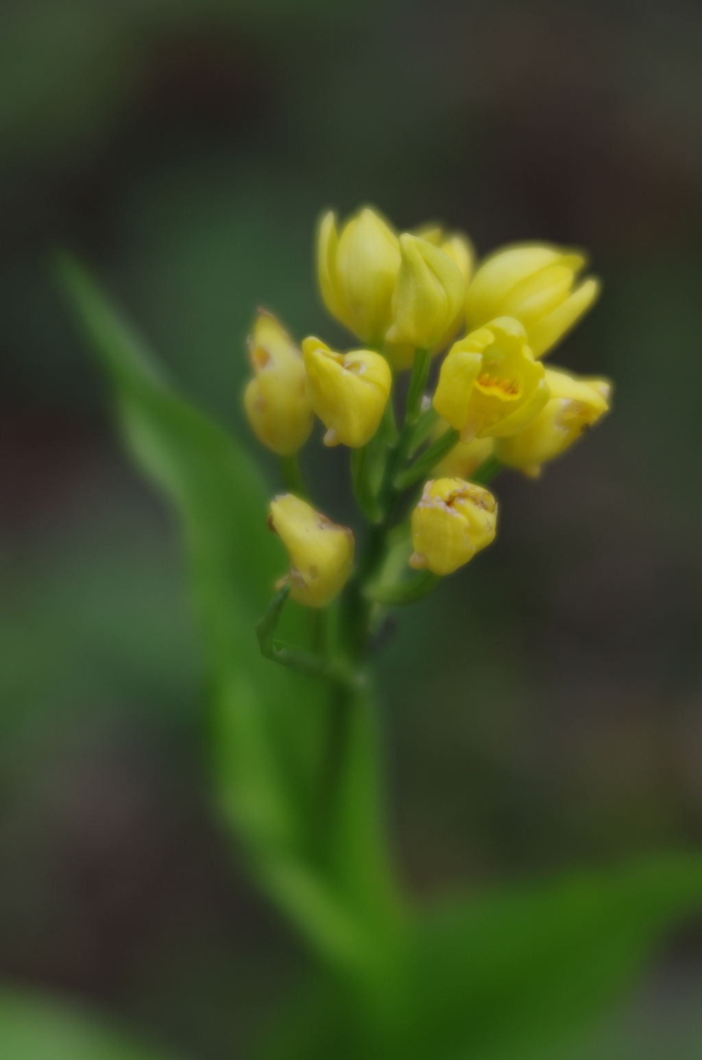 Lensbaby ソフトレンズ Velvet 56 56mm