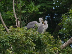 サギのコロニ-の様子