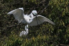 サギのコロニ-の様子