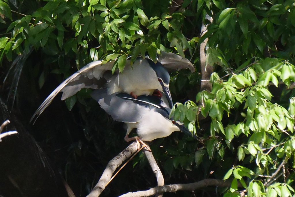 サギのコロニ-の様子