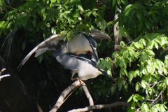 サギのコロニ-の様子