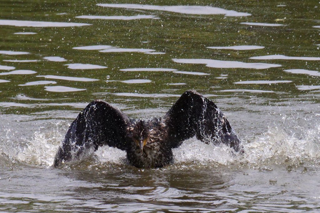 サギのコロニ-の様子