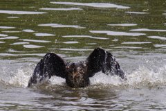 サギのコロニ-の様子