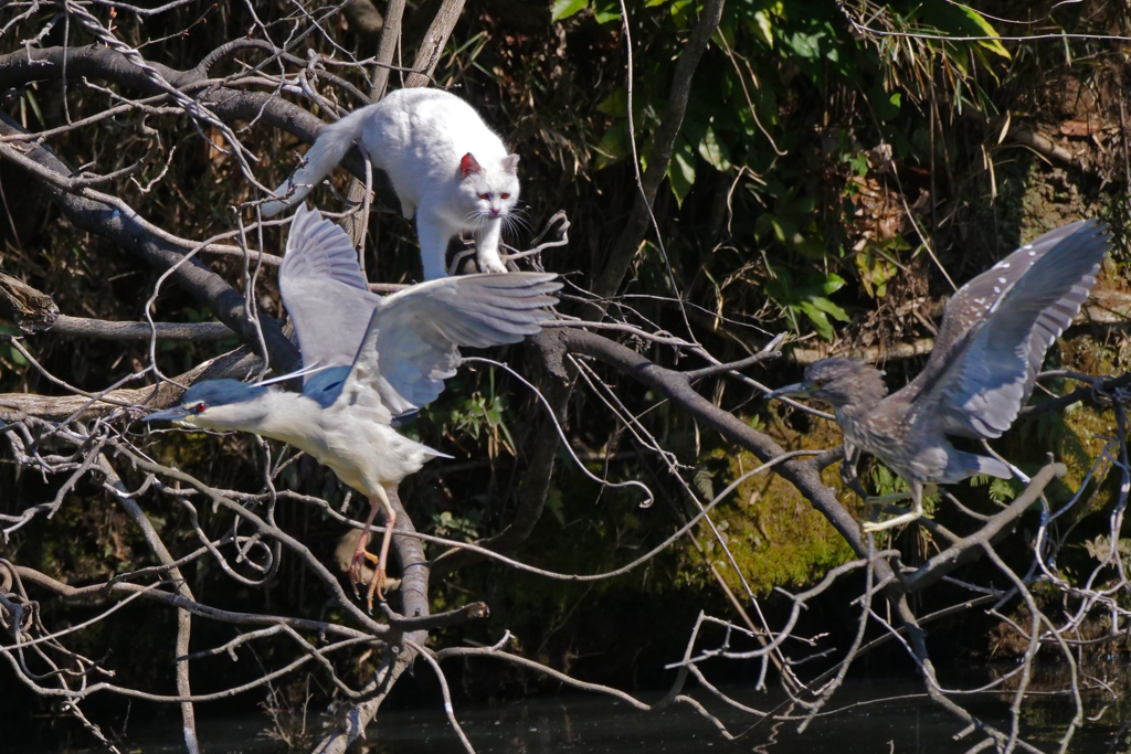 サギのコロニ-の様子