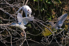 サギのコロニ-の様子
