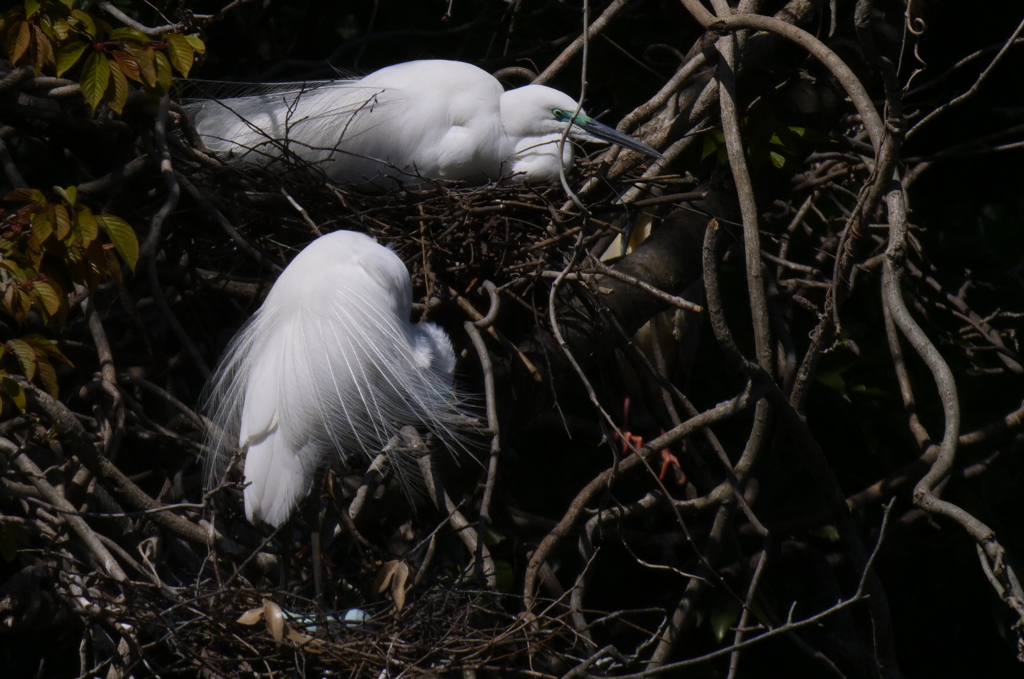 サギのコロニ-の様子