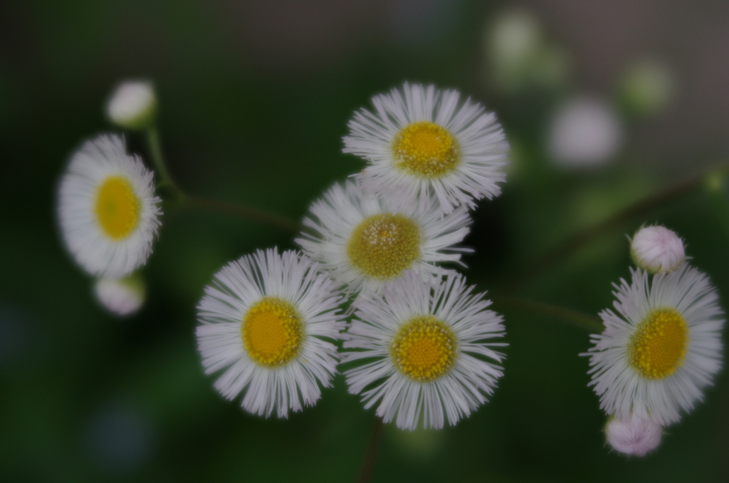 Lensbaby  Velvet 56