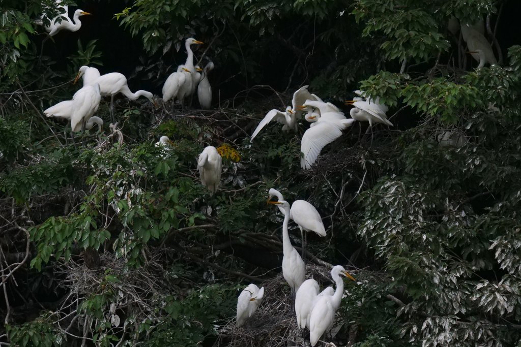 サギのコロニ-の様子