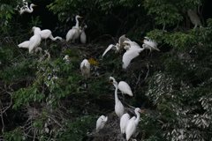 サギのコロニ-の様子