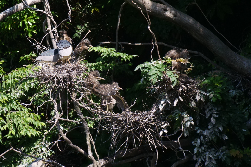サギのコロニ-の様子