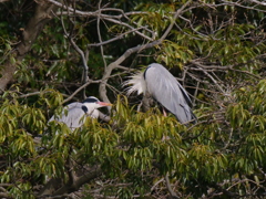 サギのコロニーの様子