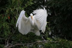 サギのコロニ-の様子