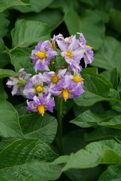 ジャガイモの花