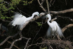 サギのコロニ-の様子