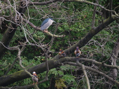 サギのコロニ-の様子