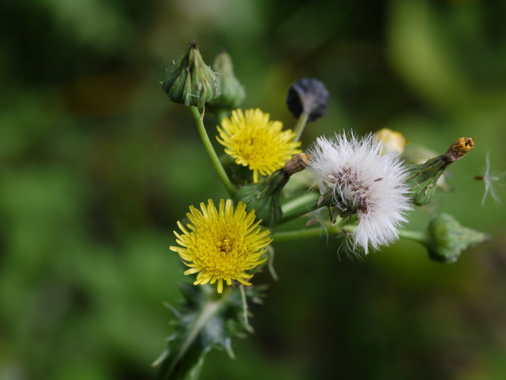 EL-NIKKOR 50mm　試写