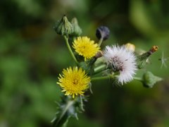 EL-NIKKOR 50mm　試写