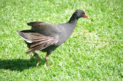 西オーストラリア　で見た鳥１