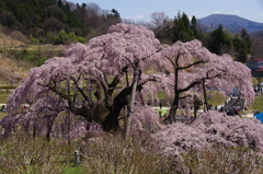 三春の滝桜