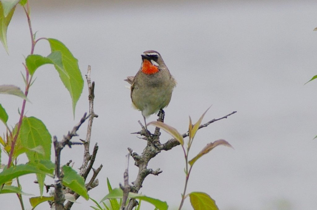 サロマ湖　湖畔にて