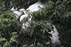 コロニーの様子