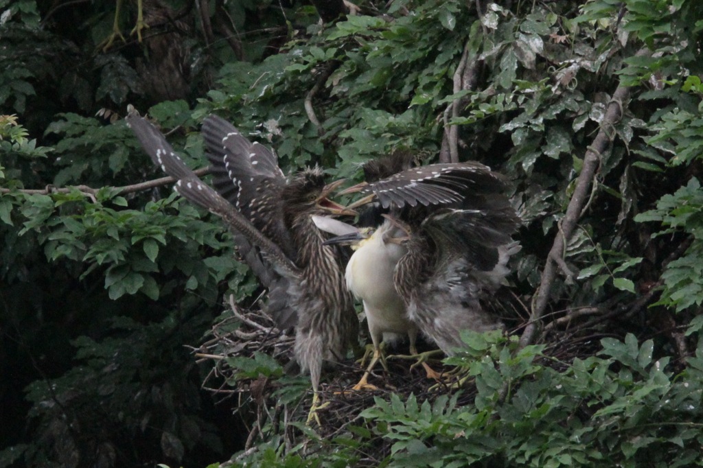 ゴイサギの餌やり