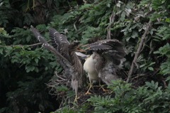 ゴイサギの餌やり