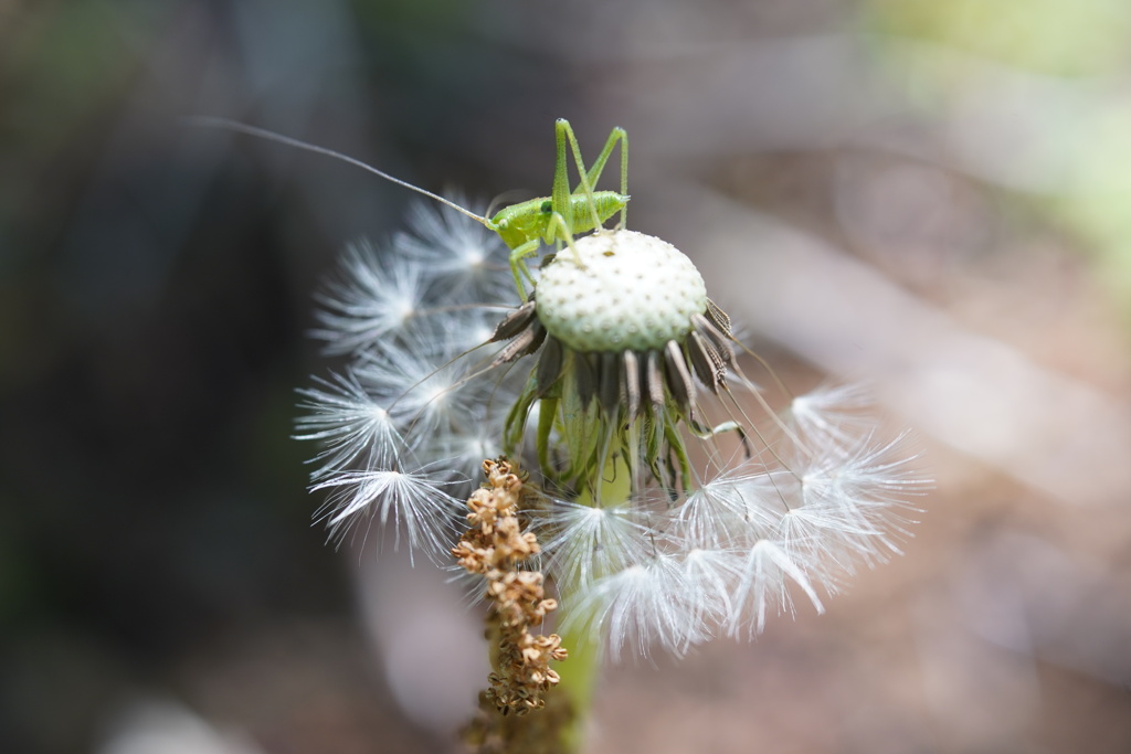 Lensbaby ソフトレンズ Velvet 56 56mm