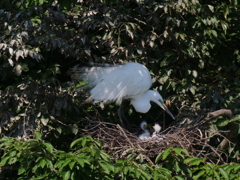 サギのコロニ-の様子