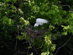 サギのコロニ-の様子