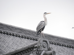 東本願寺のアオサギ