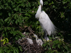 サギのコロニ-の様子