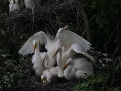 サギのコロニ-の様子