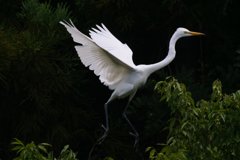 サギのコロニ-の様子