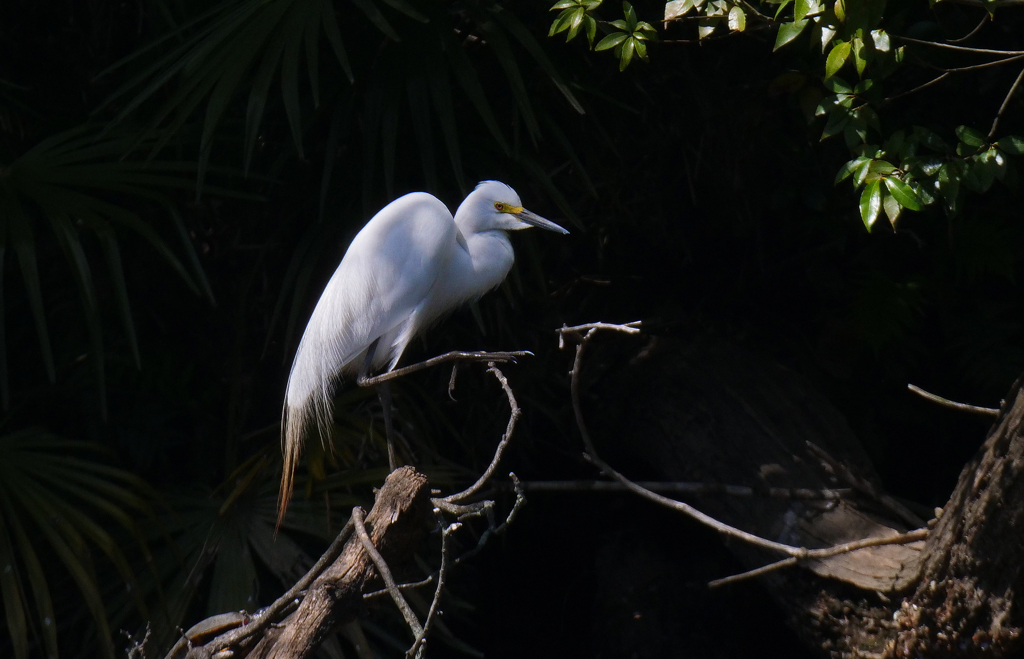 サギのコロニ-の様子