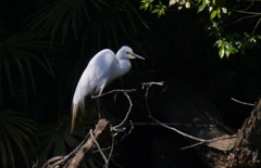 サギのコロニ-の様子